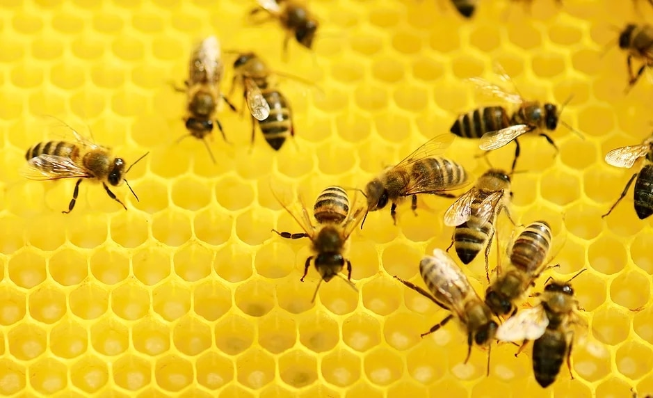 Quantmetry.com : Abeille ou bourdon ? Activons les neurones (2/2)